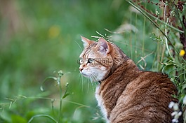 猫,猫科动物,动物