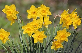 水仙 pseudonarcissus,喇叭水仙,开花植物