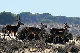 拿国家公园,西班牙,鹿早晨