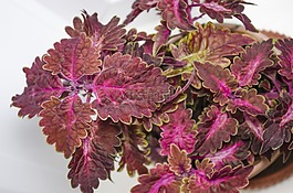 彩叶,鲜花,叶子