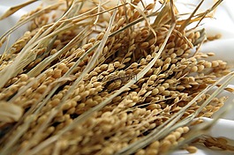 稻穀,稻穗,穀類