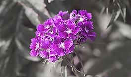 香石竹,花,鲜花