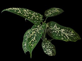 花叶万年青,离开,植物