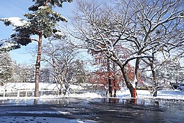 日本,北方,雪地