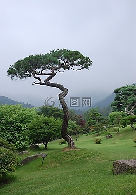 树,草原,绿色草原