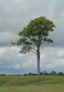 树,单,孤独