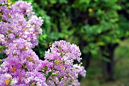 白色的花,束,蜜蜂