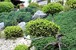 花园,杉木,杉开车