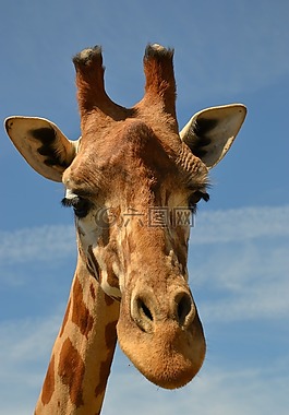 长颈鹿,稀树草原,动物