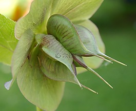 黑黎芦,开花,豆荚