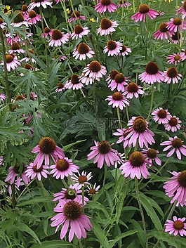 coneflower,开花,花的