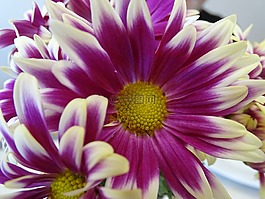 花卉,蕊,干
