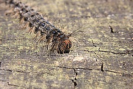 毛虫,特写,绿色