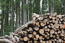 木材,生物质,树干