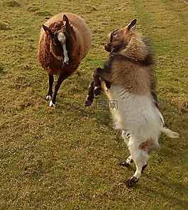 羊,动物,农场动物
