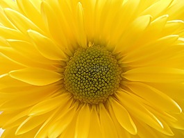 黄菊花的妈妈,黄色花,花