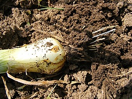 群聚,callions,味道