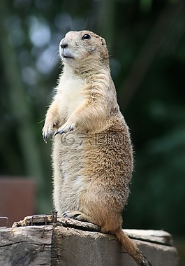 草原土拨鼠,动物园,动物