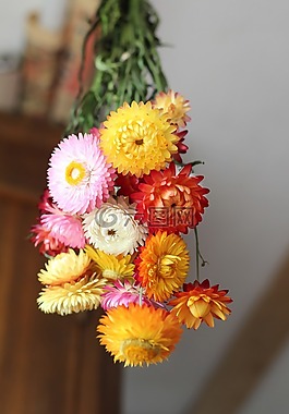 鲜花,秋季,干花