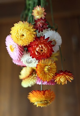 鲜花,秋季,干花