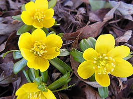 鲜花,eranthis,是春天的使者