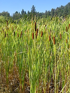 香蒲,马什,植物