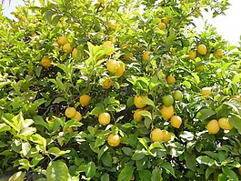 柠檬树,树,柠檬