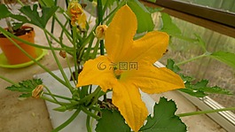 西瓜花,西瓜,家庭长大的
