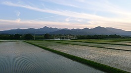 乡村,农村,山田的稻田