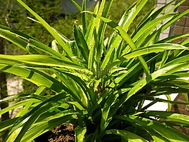 绿色,春天,吊篮