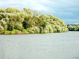 河,河道景观,水