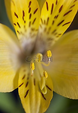 特写,鲜花,花瓣