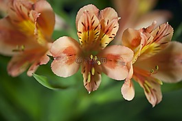 特写,鲜花,花瓣