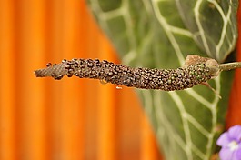 的,字段,植物区系