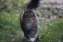 猫,蓬松,喵呜声