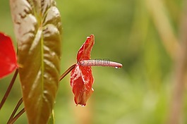 的,字段,植物区系