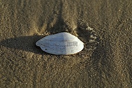 贻贝,贝壳,白
