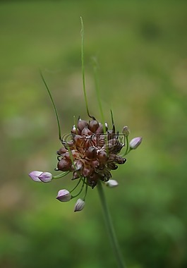 绿色,植物,微距