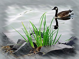 如梦如幻,野生动物,河