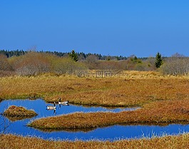 系泊,泥炭沼泽,维恩图