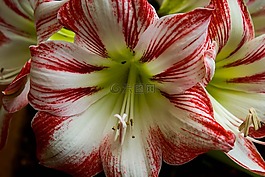 性质,夏季,花卉