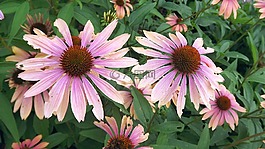 植物,鲜花,紫色金光菊