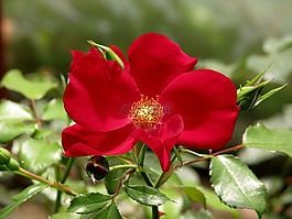玫瑰,apache 的玫瑰,花