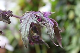 植物,温室,植物园