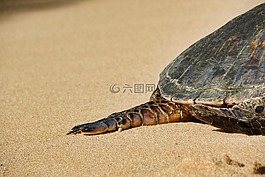 龟,夏威夷,绿海龟