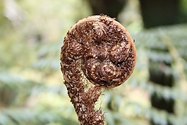 蕨类植物,流淌,叶