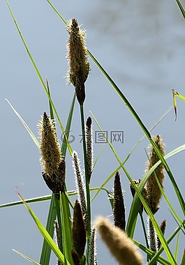 竹 grassedit 此页,草,halme