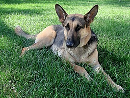 狗,德国牧羊犬,宠物