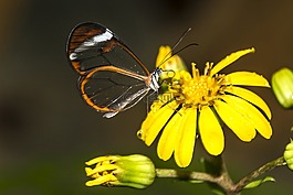 特内里费,蝴蝶,黄色花