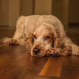 狗,溺爱,可卡犬